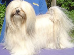 https://www.lhasaapso-ivepet.sk/preview/vyst_562.jpg