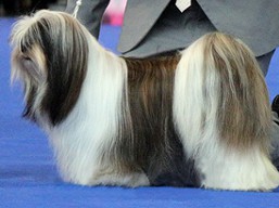 https://www.lhasaapso-ivepet.sk/preview/vyst_564.jpg