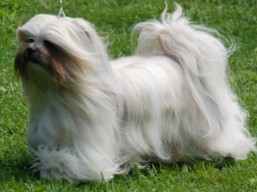 https://www.lhasaapso-ivepet.sk/preview/vyst_567.jpg