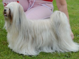 https://www.lhasaapso-ivepet.sk/preview/vyst_569.jpg