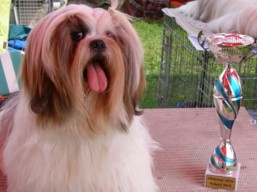 https://www.lhasaapso-ivepet.sk/preview/vyst_570.jpg
