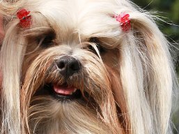 https://www.lhasaapso-ivepet.sk/preview/vyst_574.jpg