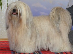 https://www.lhasaapso-ivepet.sk/preview/vyst_576.jpg