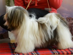 https://www.lhasaapso-ivepet.sk/preview/vyst_577.jpg