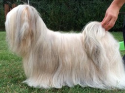 https://www.lhasaapso-ivepet.sk/preview/vyst_579.jpg