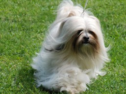 https://www.lhasaapso-ivepet.sk/preview/vyst_581.jpg
