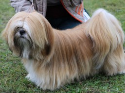 https://www.lhasaapso-ivepet.sk/preview/vyst_583.jpg