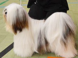 https://www.lhasaapso-ivepet.sk/preview/vyst_584.jpg