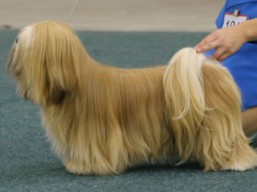 https://www.lhasaapso-ivepet.sk/preview/vyst_587.jpg