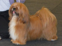 https://www.lhasaapso-ivepet.sk/preview/vyst_588.jpg