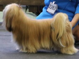 https://www.lhasaapso-ivepet.sk/preview/vyst_589.jpg