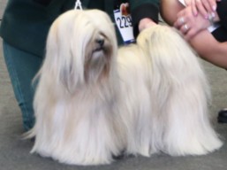 https://www.lhasaapso-ivepet.sk/preview/vyst_590.jpg