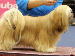 https://www.lhasaapso-ivepet.sk/preview/vyst_592.jpg