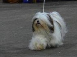 https://www.lhasaapso-ivepet.sk/preview/vyst_594.jpg