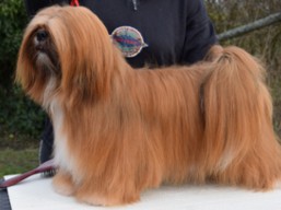 https://www.lhasaapso-ivepet.sk/preview/vyst_595.jpg