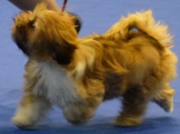 https://www.lhasaapso-ivepet.sk/preview/vyst_597.jpg