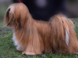 https://www.lhasaapso-ivepet.sk/preview/vyst_598.jpg