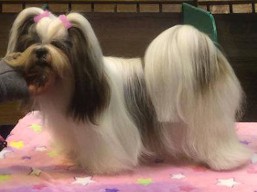https://www.lhasaapso-ivepet.sk/preview/vyst_599.jpg