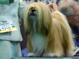 https://www.lhasaapso-ivepet.sk/preview/vyst_600.jpg