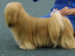 https://www.lhasaapso-ivepet.sk/preview/vyst_601.jpg