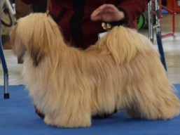 https://www.lhasaapso-ivepet.sk/preview/vyst_602.jpg