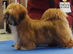 https://www.lhasaapso-ivepet.sk/preview/vyst_603.jpg