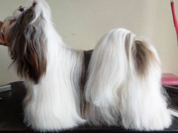 https://www.lhasaapso-ivepet.sk/preview/vyst_605.jpg