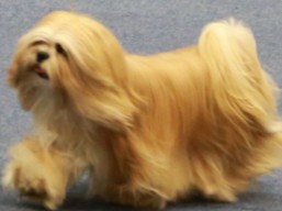 https://www.lhasaapso-ivepet.sk/preview/vyst_606.jpg