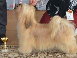 https://www.lhasaapso-ivepet.sk/preview/vyst_607.jpg