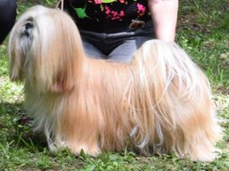 https://www.lhasaapso-ivepet.sk/preview/vyst_608.jpg