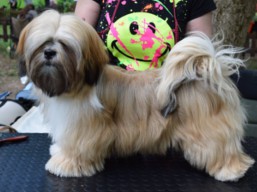 https://www.lhasaapso-ivepet.sk/preview/vyst_609.jpg