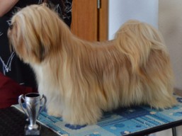 https://www.lhasaapso-ivepet.sk/preview/vyst_611.jpg