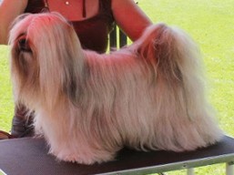 https://www.lhasaapso-ivepet.sk/preview/vyst_613.jpg