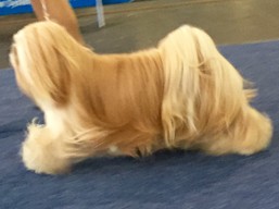 https://www.lhasaapso-ivepet.sk/preview/vyst_614.jpg