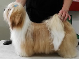 https://www.lhasaapso-ivepet.sk/preview/vyst_615.jpg