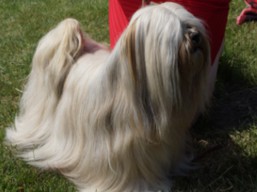 https://www.lhasaapso-ivepet.sk/preview/vyst_616.jpg