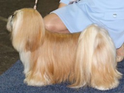 https://www.lhasaapso-ivepet.sk/preview/vyst_618.jpg