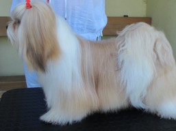 https://www.lhasaapso-ivepet.sk/preview/vyst_621.jpg