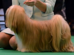 https://www.lhasaapso-ivepet.sk/preview/vyst_622.jpg