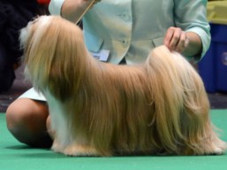 https://www.lhasaapso-ivepet.sk/preview/vyst_624.jpg