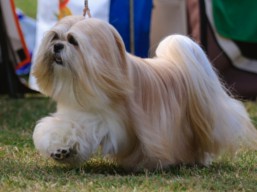 https://www.lhasaapso-ivepet.sk/preview/vyst_625.jpg