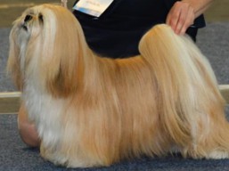 https://www.lhasaapso-ivepet.sk/preview/vyst_626.jpg