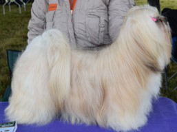 JCH. MICHIO IVEPET Shiro Sho, Lhasa Apso