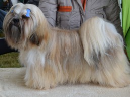 https://www.lhasaapso-ivepet.sk/preview/vyst_629.jpg