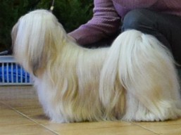https://www.lhasaapso-ivepet.sk/preview/vyst_631.jpg