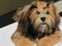 https://www.lhasaapso-ivepet.sk/preview/vyst_633.jpg