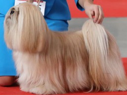 https://www.lhasaapso-ivepet.sk/preview/vyst_634.jpg