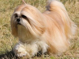 https://www.lhasaapso-ivepet.sk/preview/vyst_635.jpg