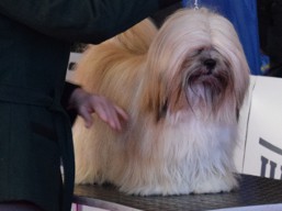 https://www.lhasaapso-ivepet.sk/preview/vyst_636.jpg