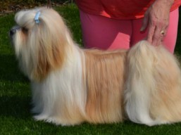 https://www.lhasaapso-ivepet.sk/preview/vyst_637.jpg